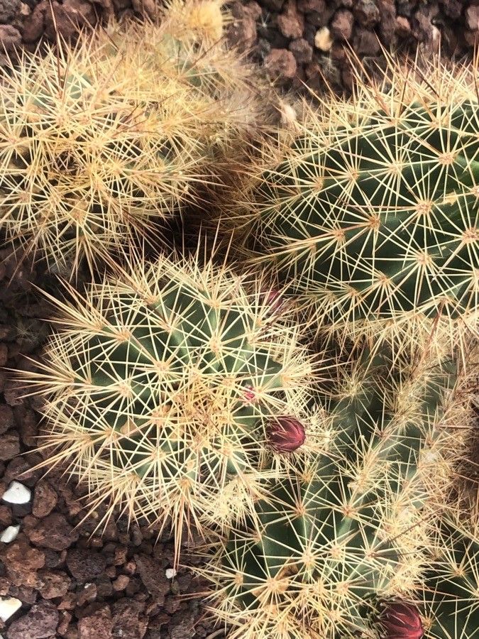 Echinocereus engelmannii leaf