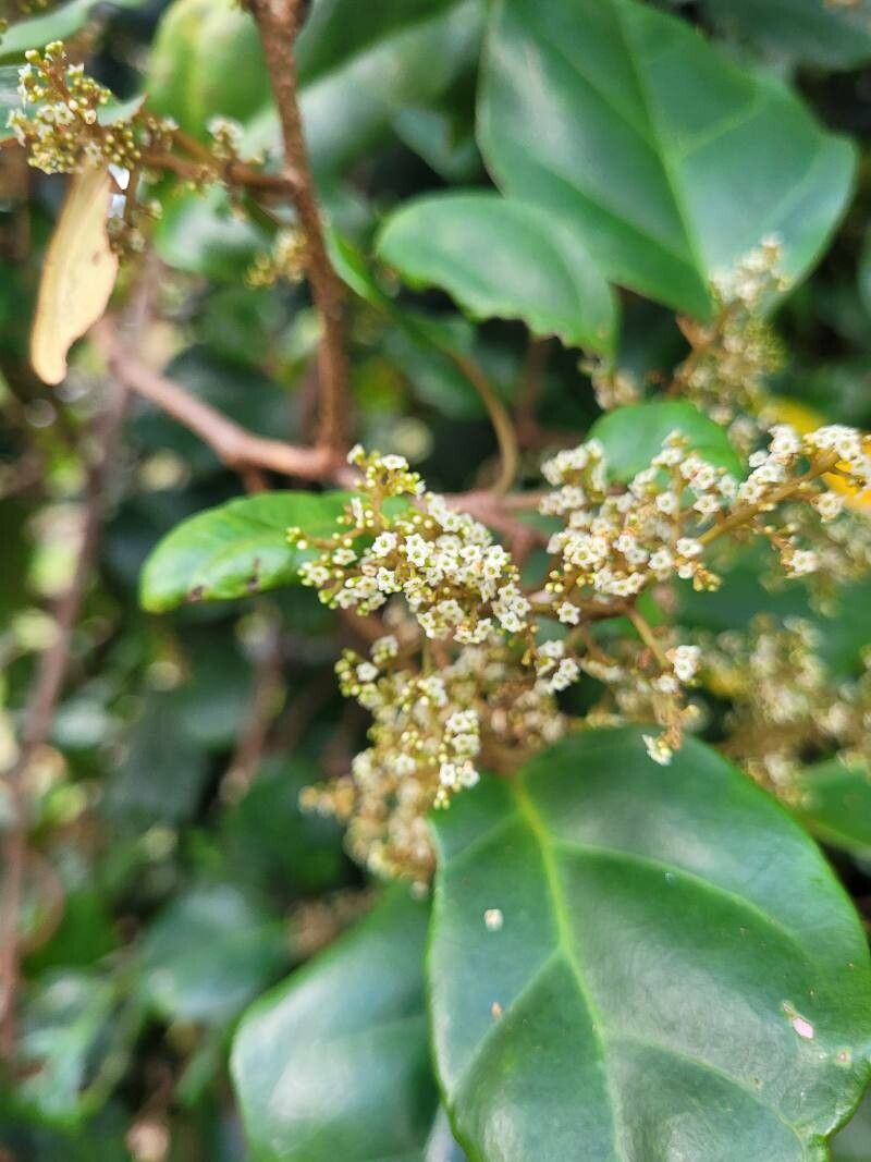 Maesa novocaledonica flower
