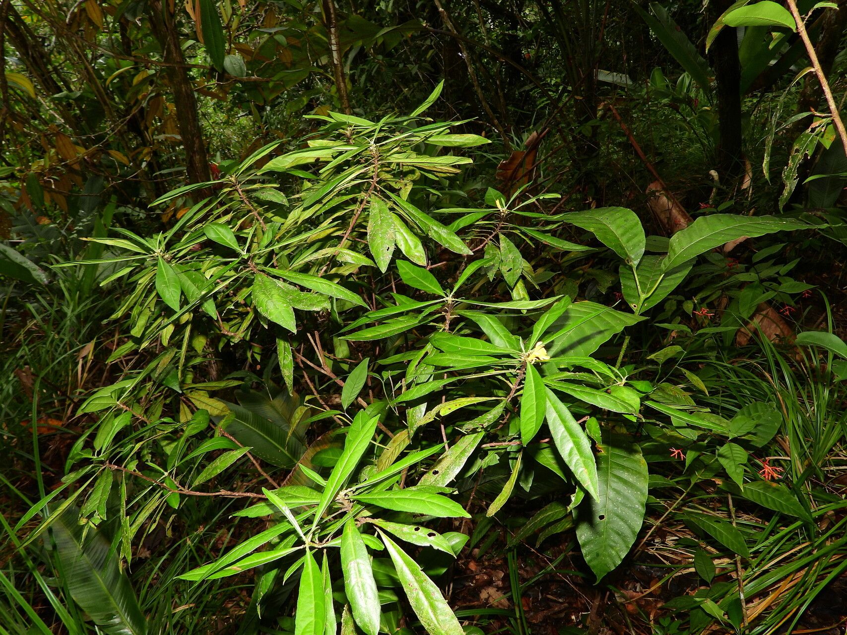 Turnera glaziovii habit