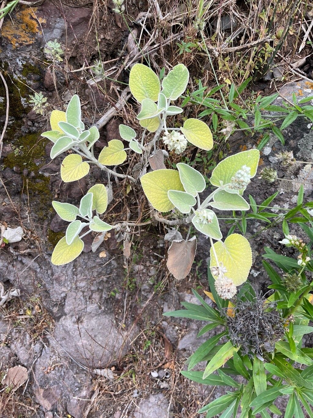 Sideritis cretica habit