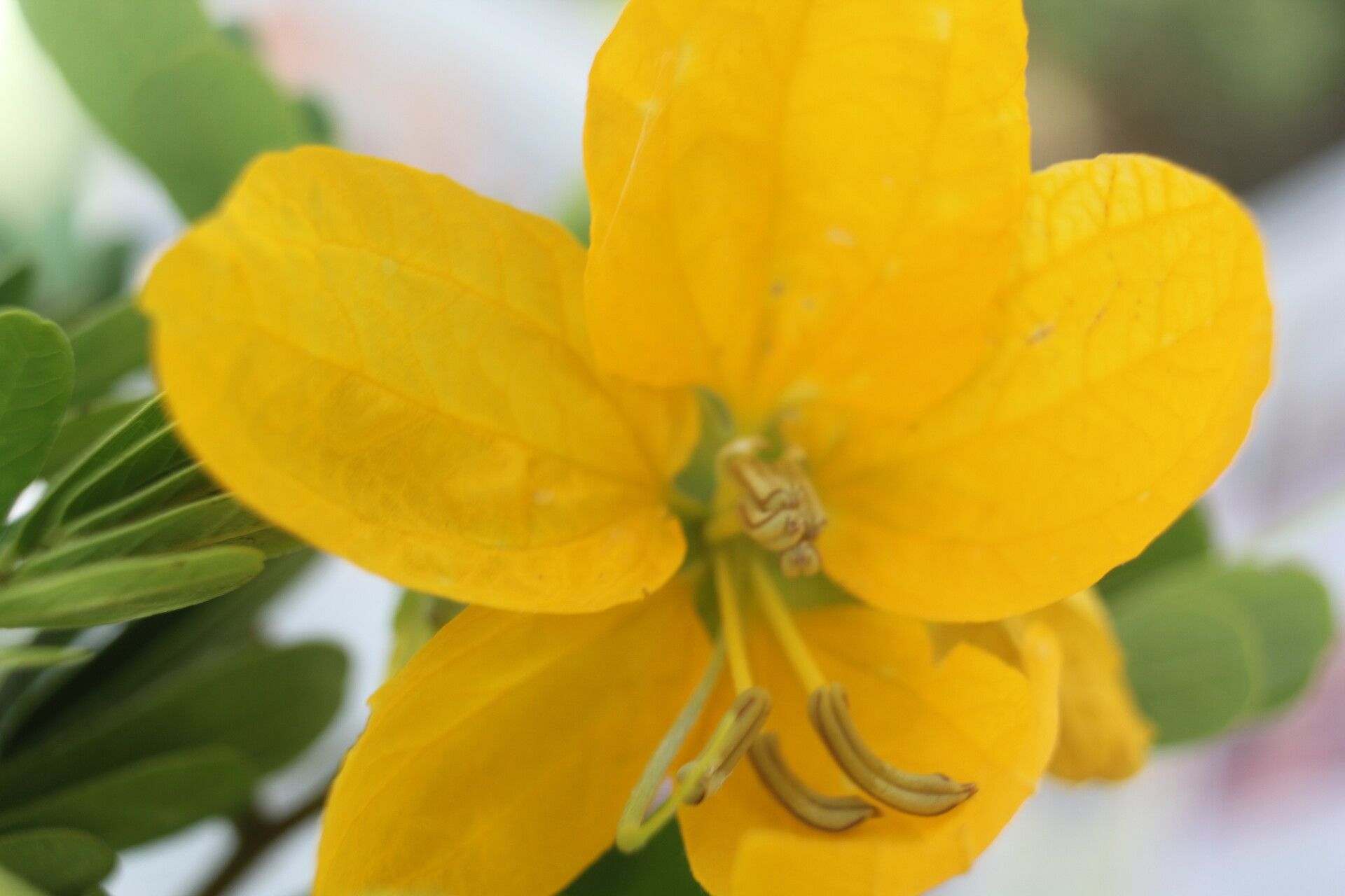 Senna skinneri flower