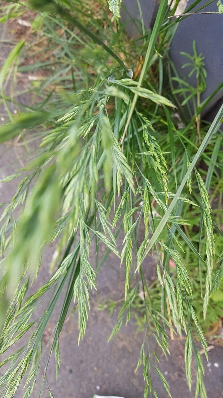 Bromus catharticus — search result for 'Bromus'