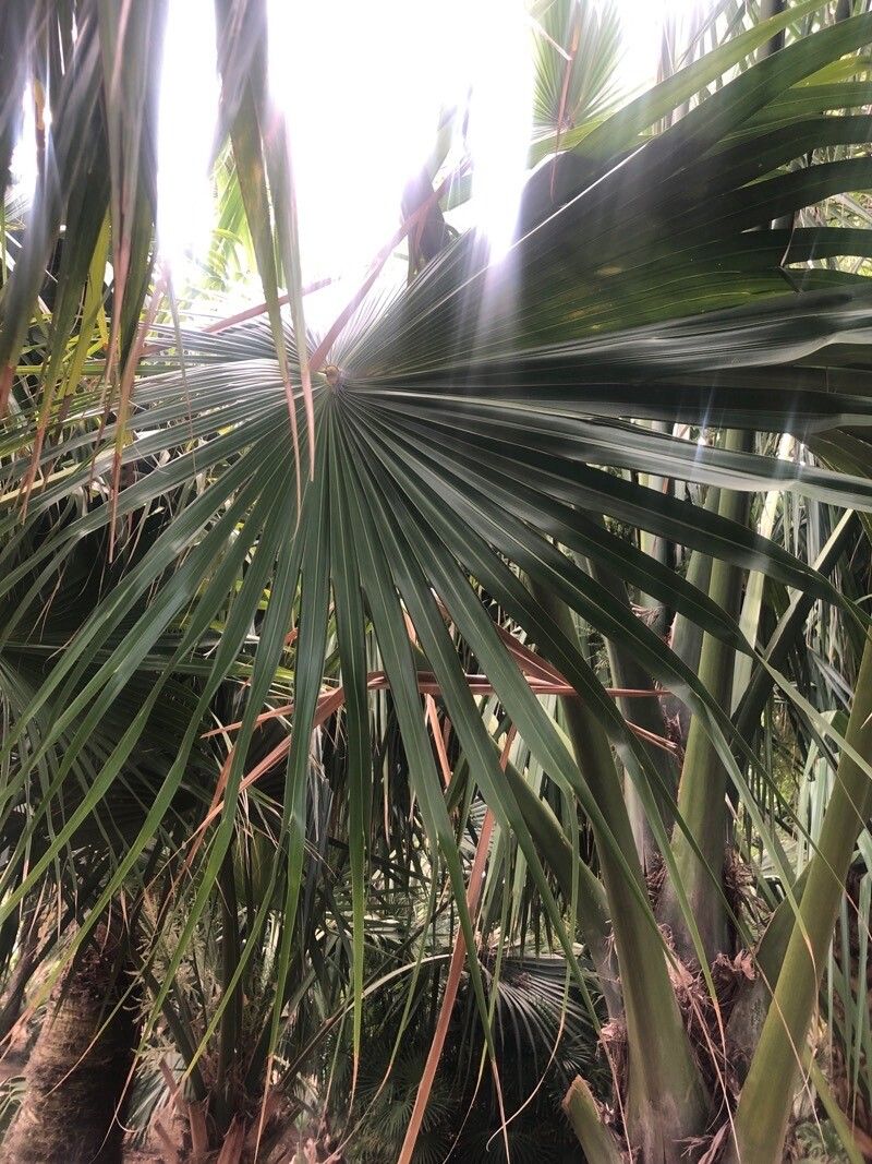 Sabal uresana leaf
