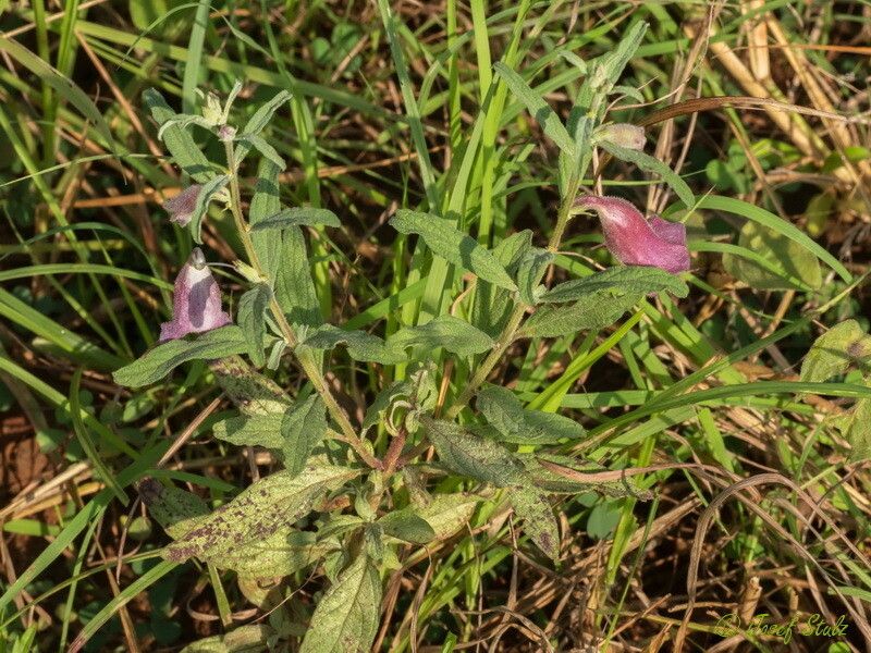 Sesamum angustifolium habit