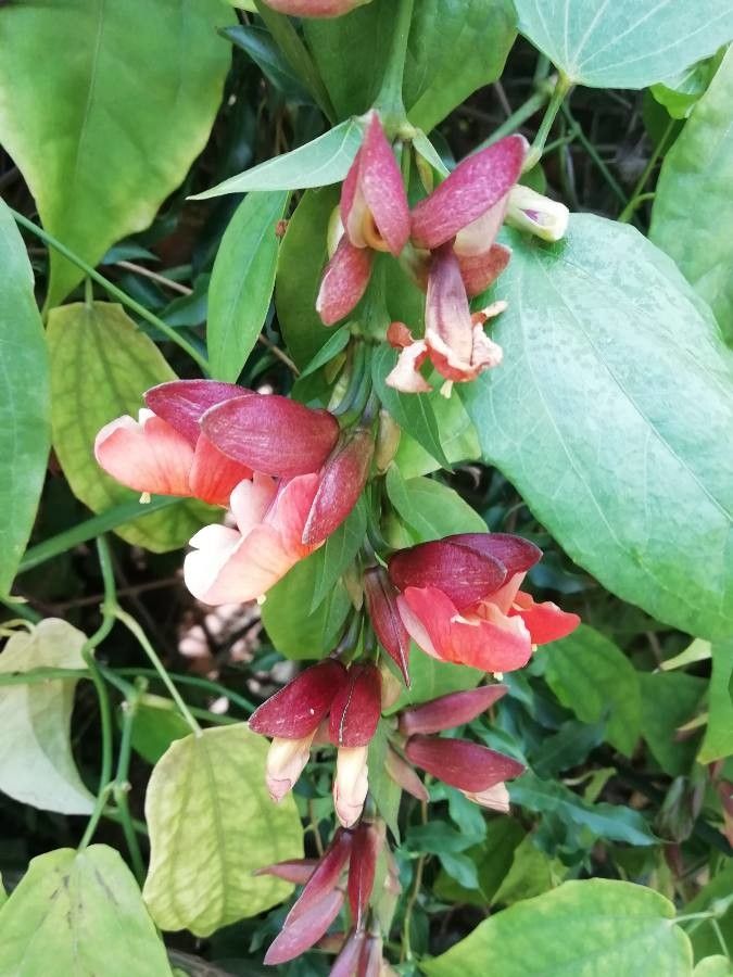 Thunbergia coccinea flower