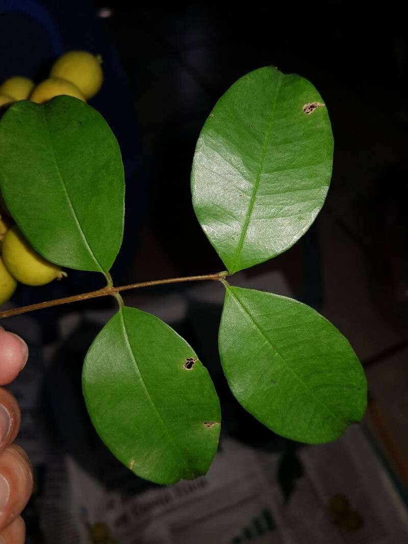 Eugenia costaricensis — houseplant care guide