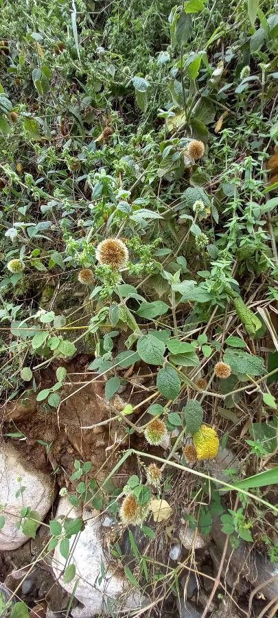 Cyathula uncinulata — houseplant care guide