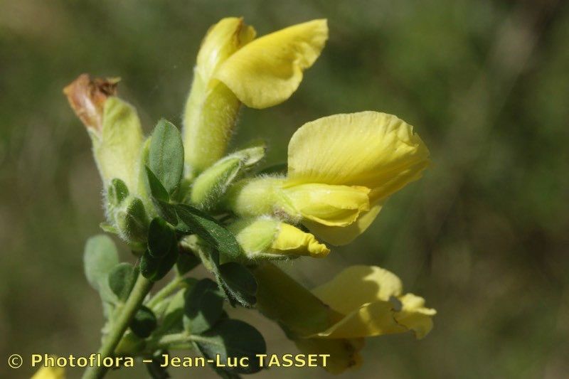 Cytisus triflorus — houseplant care guide