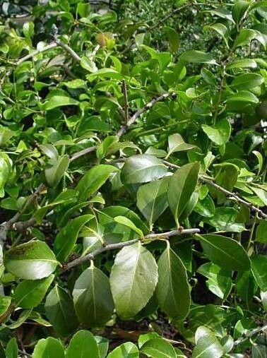 Maytenus chasei habit