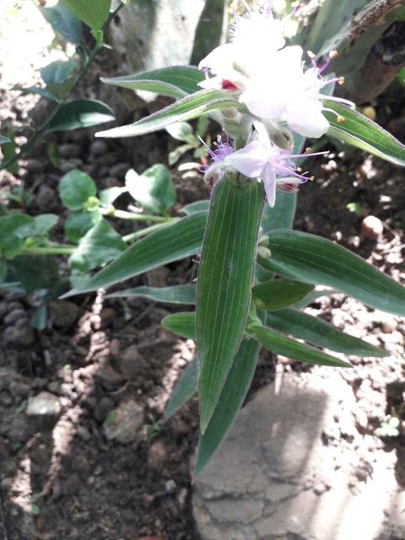 Tradescantia subaspera leaf