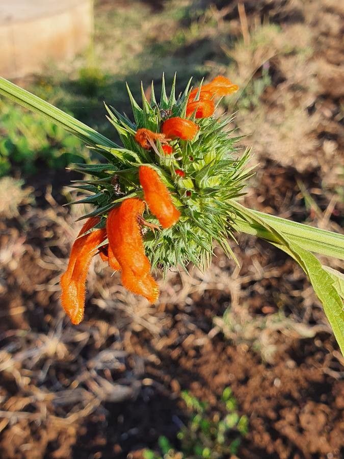 Leonotis nepetifolia flower