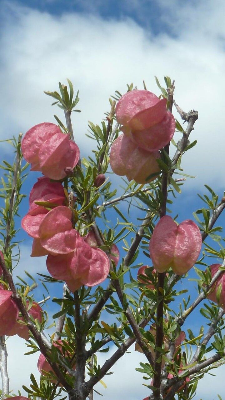 Nymania capensis — search result for 'Sapindaceae'
