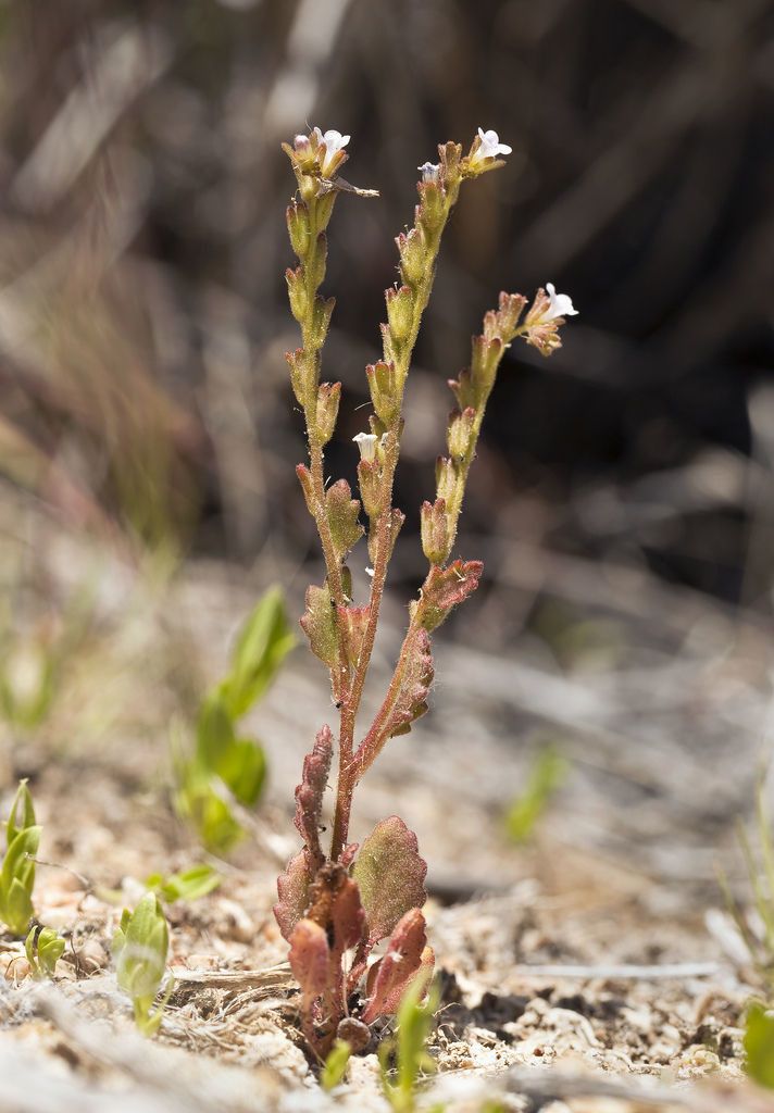 Phacelia lemmonii habit