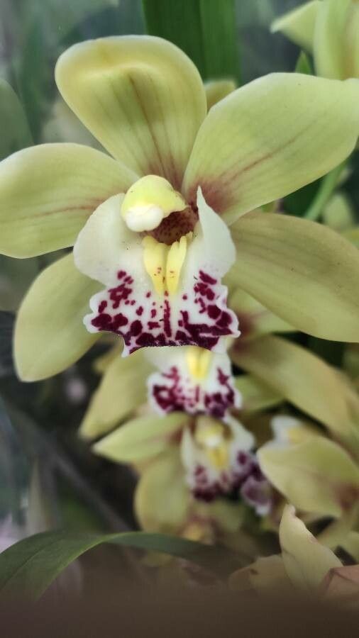Cymbidium spp. flower