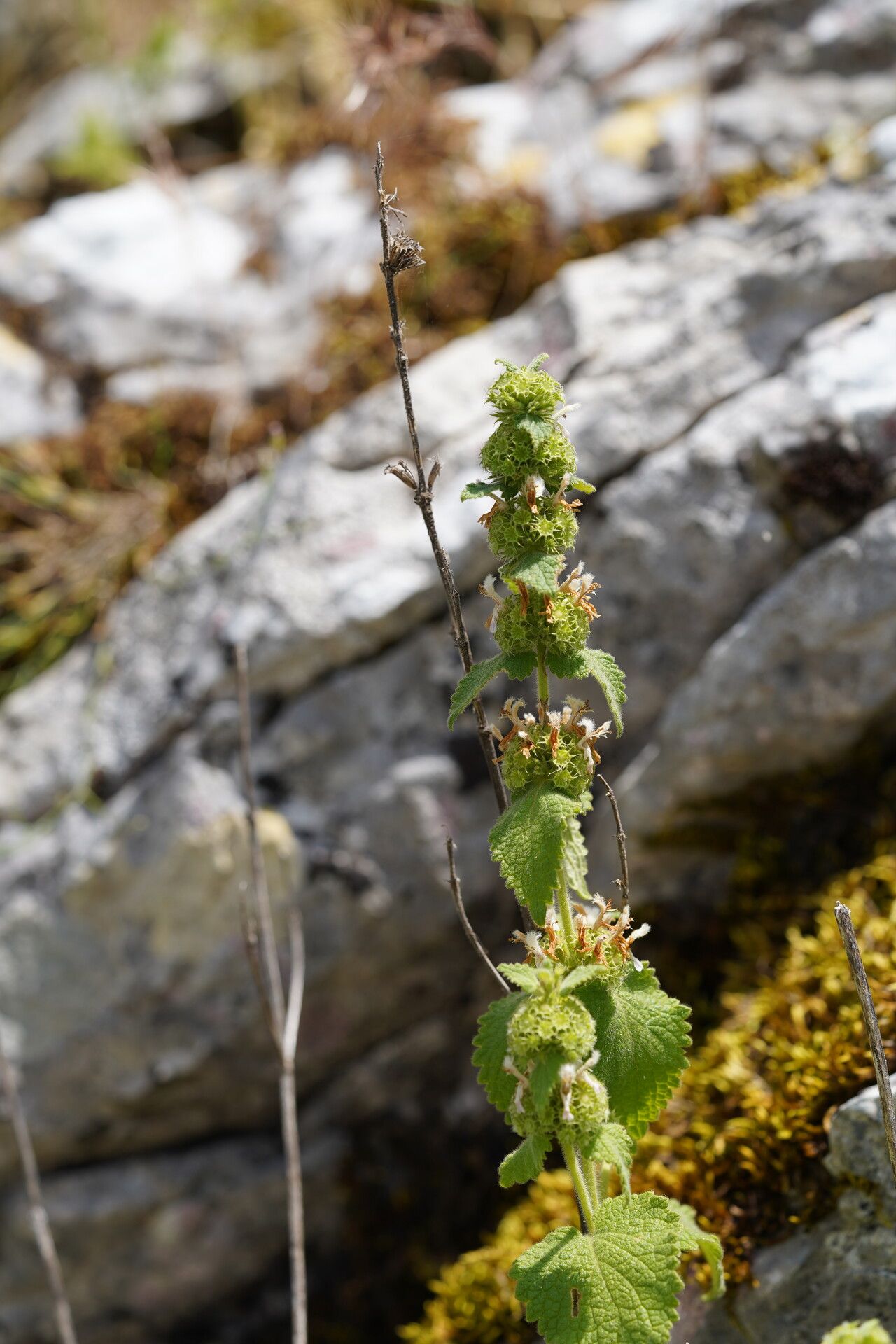 Pseudodictamnus hispanicus habit