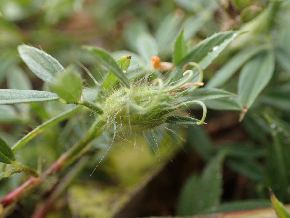 Stylosanthes fruticosa fruit