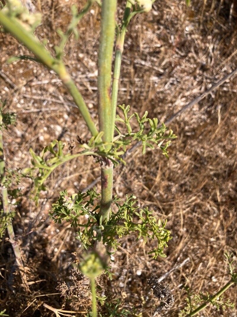 Pycnocomon rutifolium — houseplant care guide