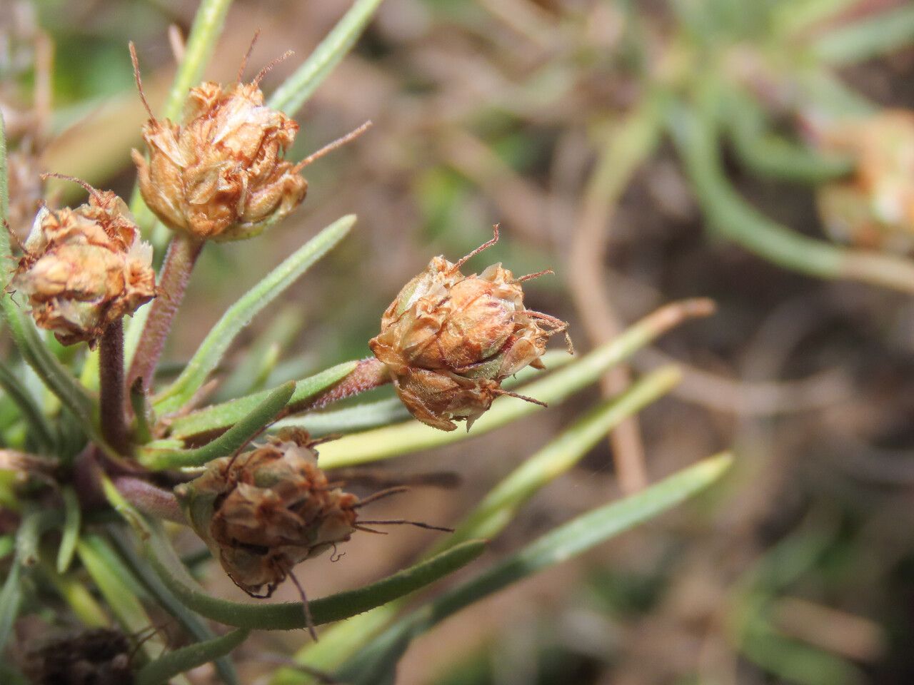 Plantago sempervirens fruit