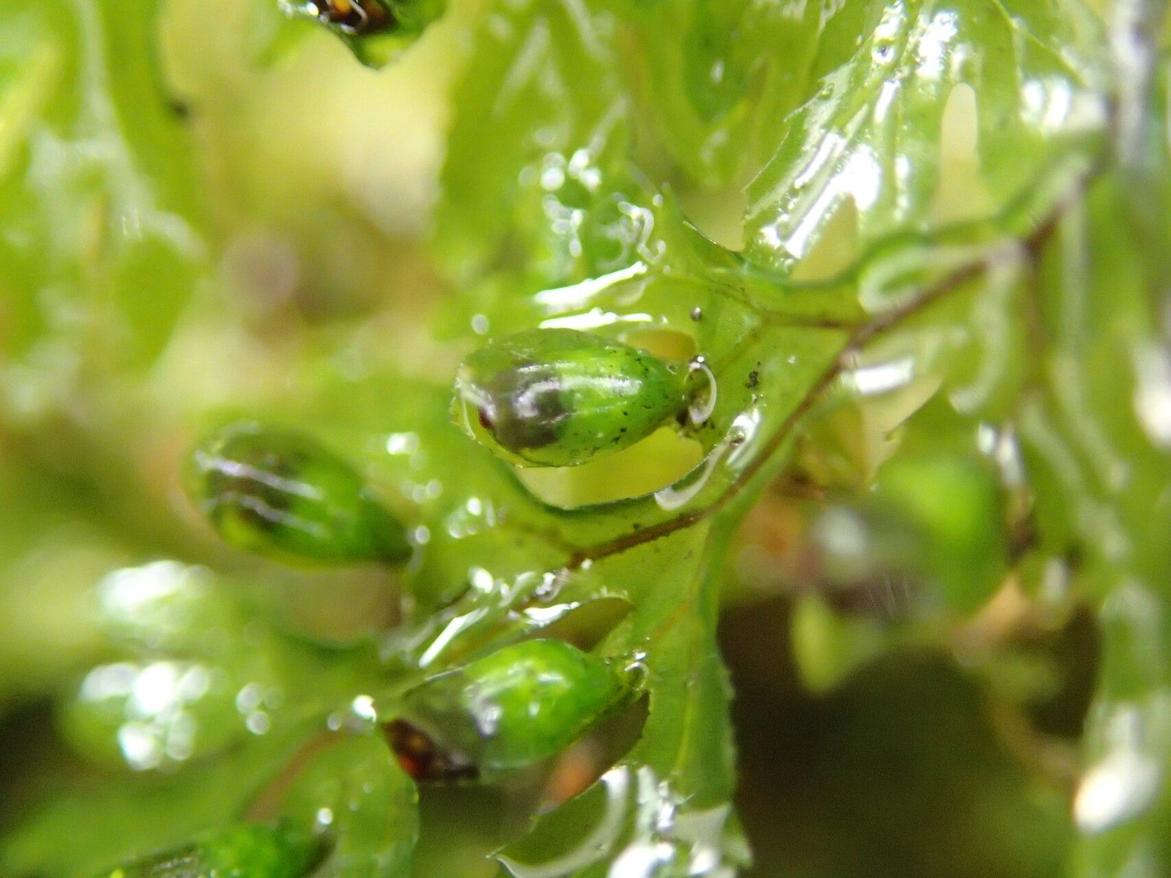 Hymenophyllum triangulare — houseplant care guide