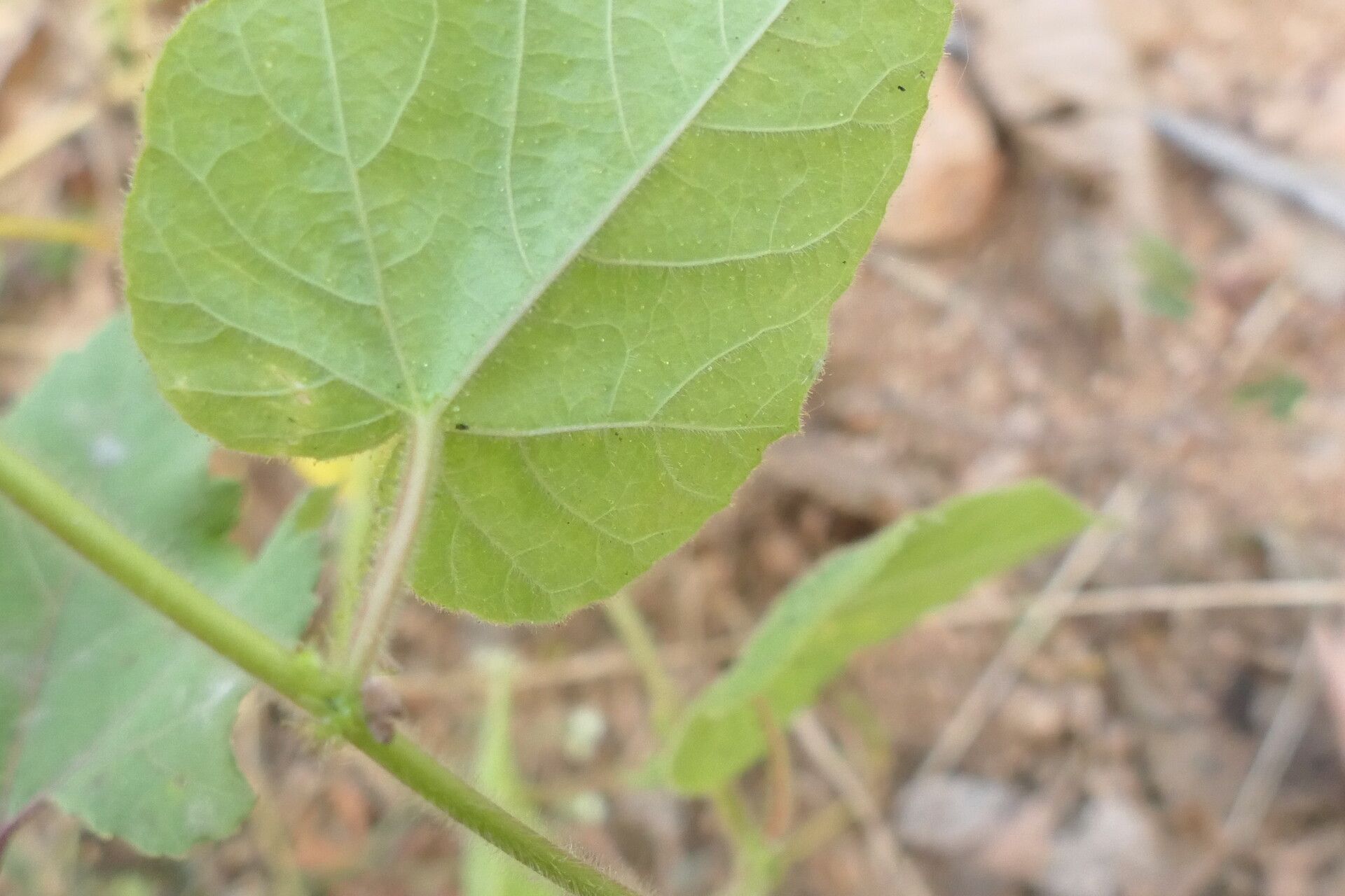 Passiflora vesicaria leaf