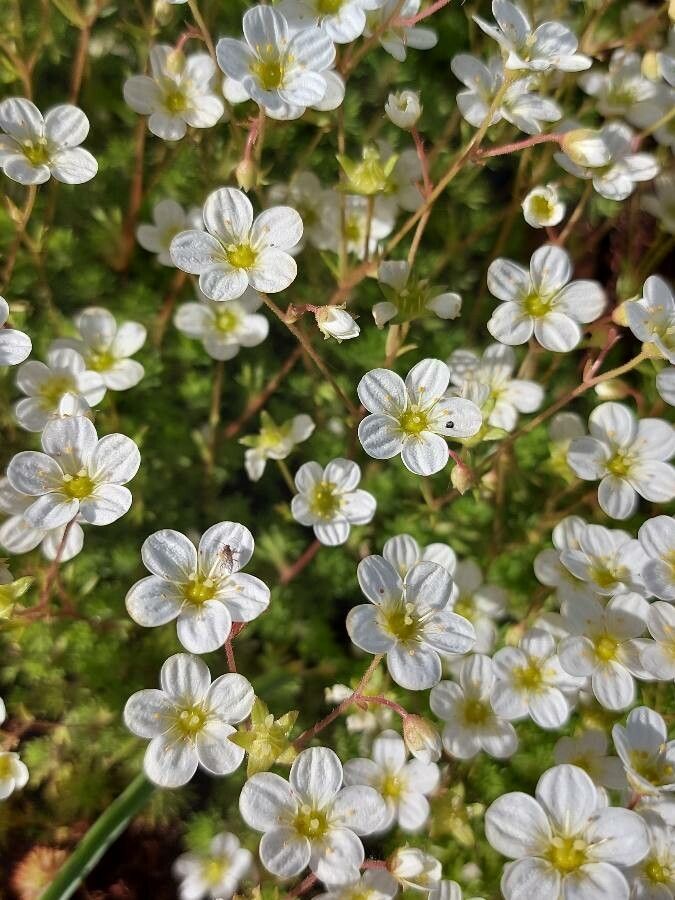 Saxifraga hariotii flower