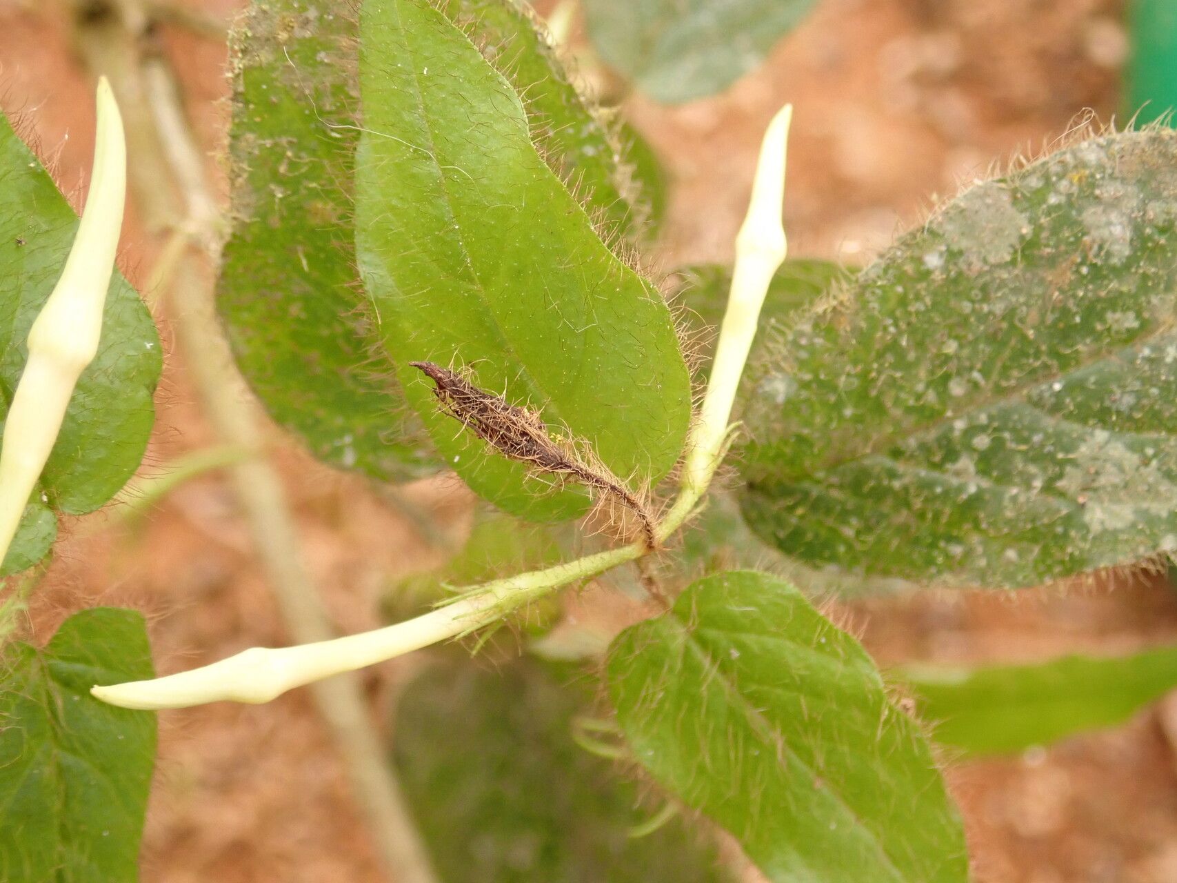 Jasminum preussii leaf