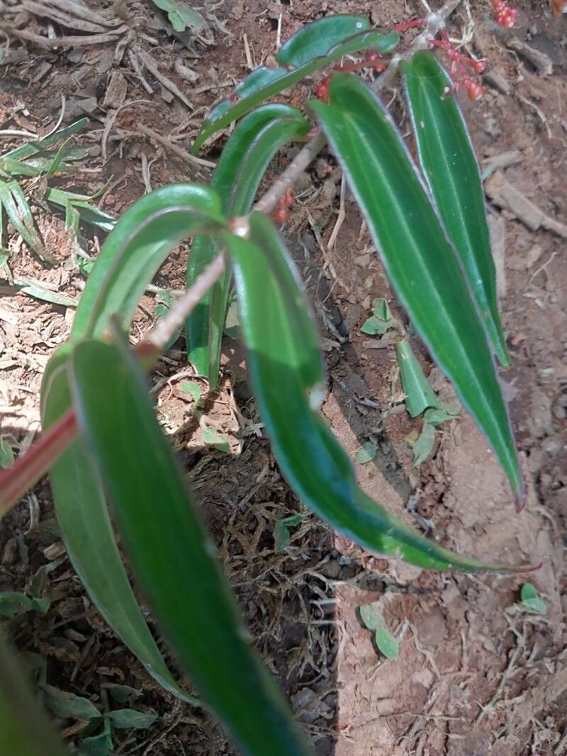 Medinilla ambrensis leaf