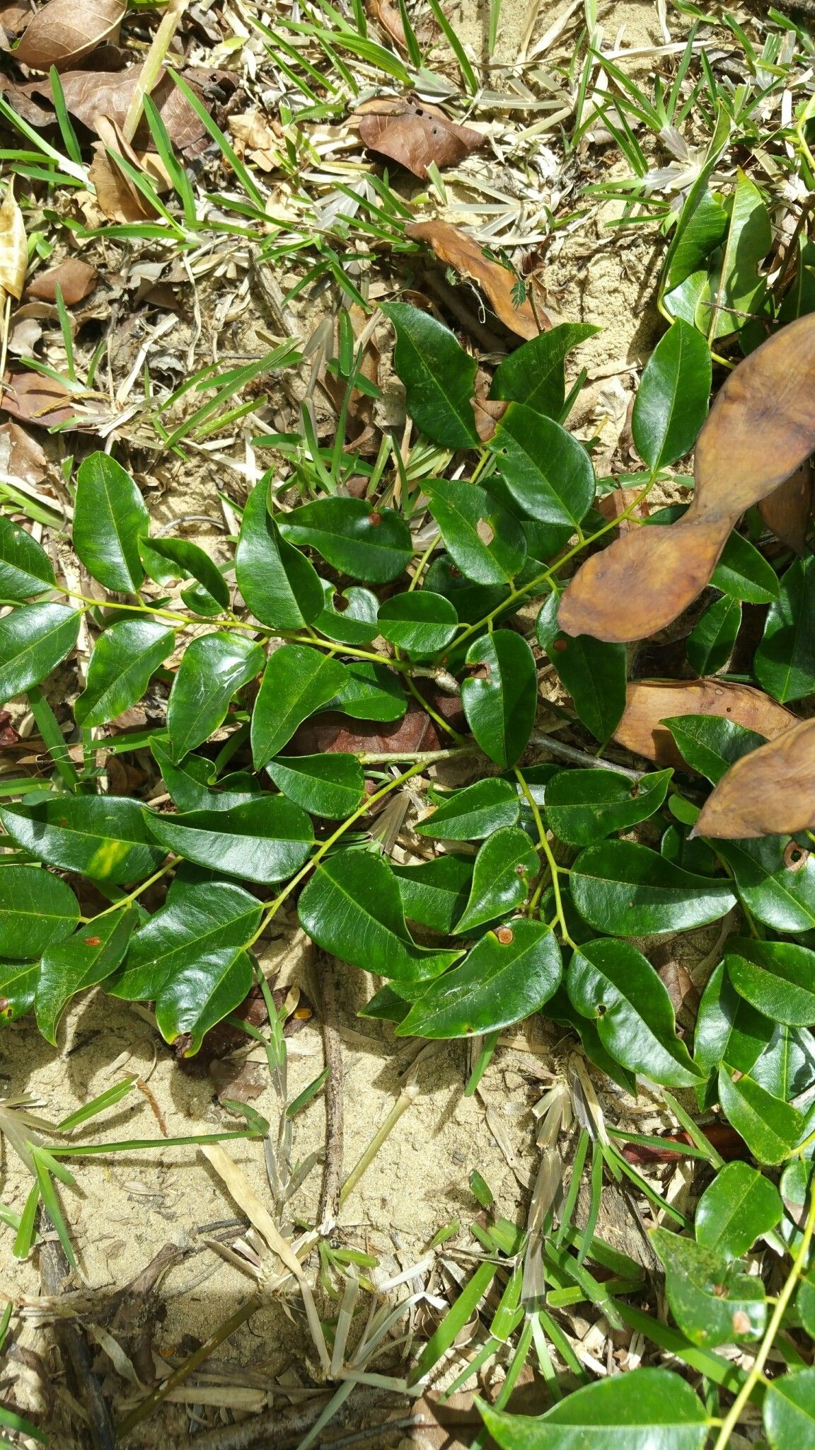 Dalbergia madagascariensis — search result for 'Dalbergia'