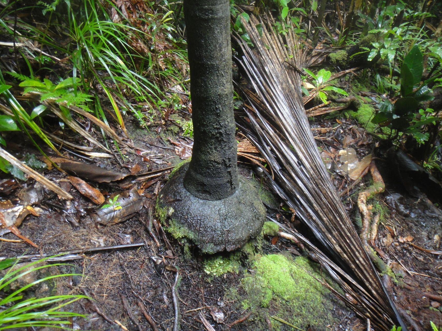 Clinosperma macrocarpa — related species from the same genus