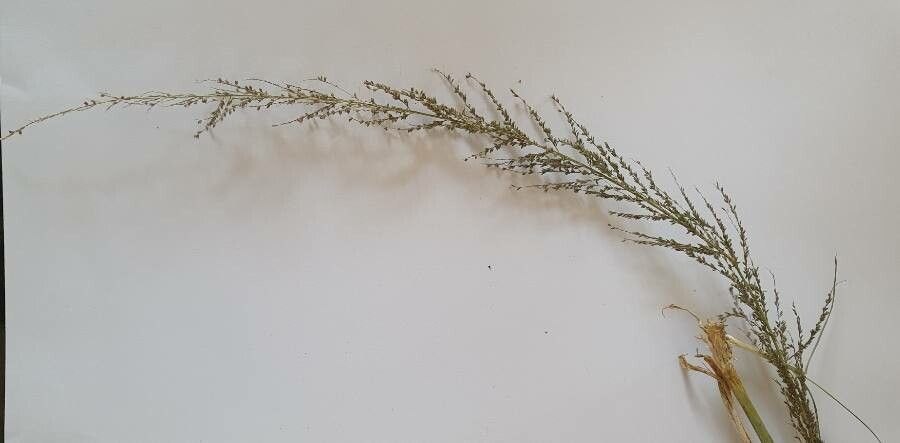 Sporobolus fimbriatus flower