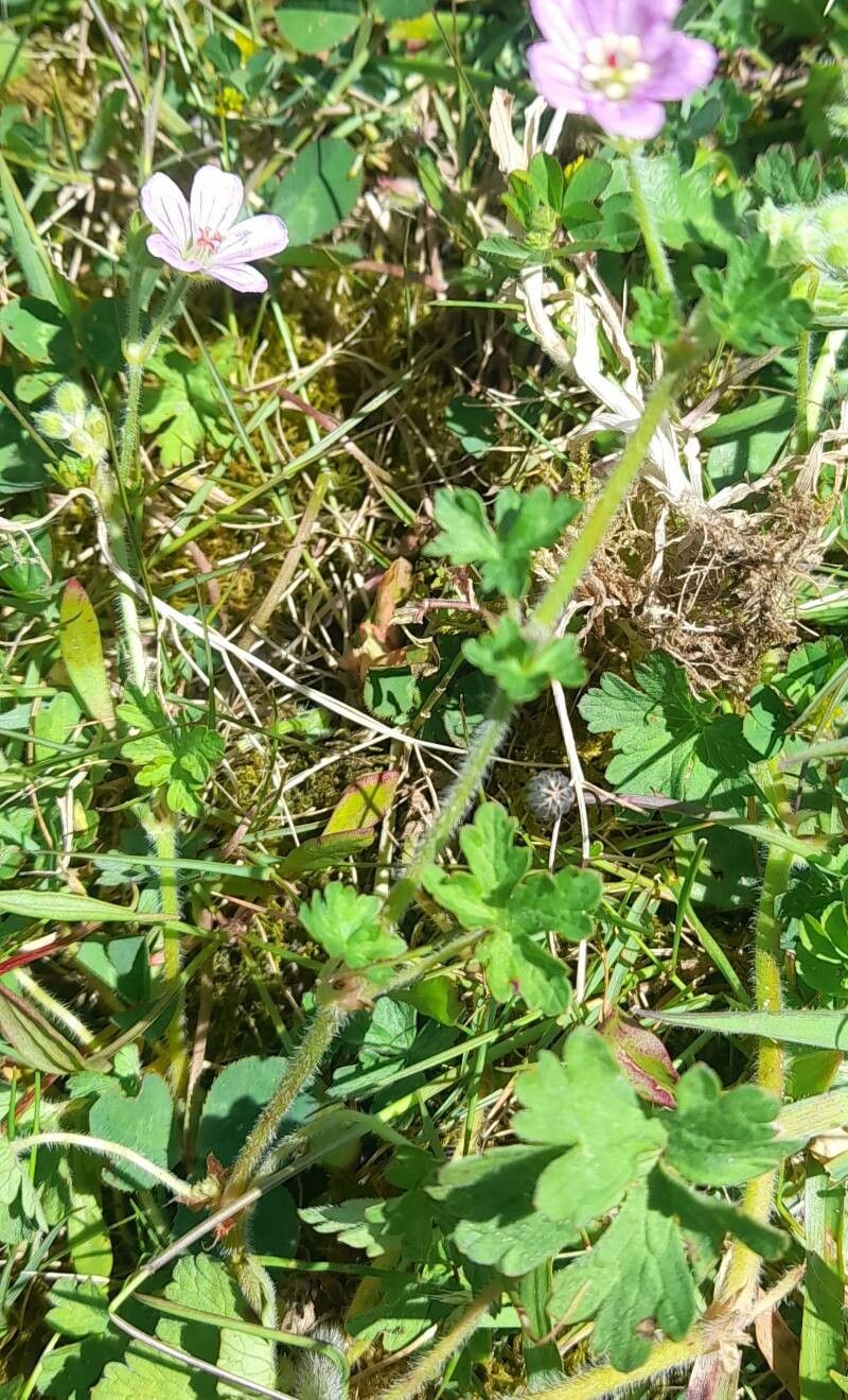 Geranium core-core habit