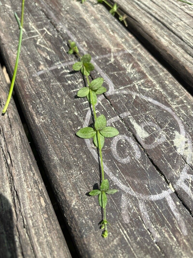 Galium broterianum habit