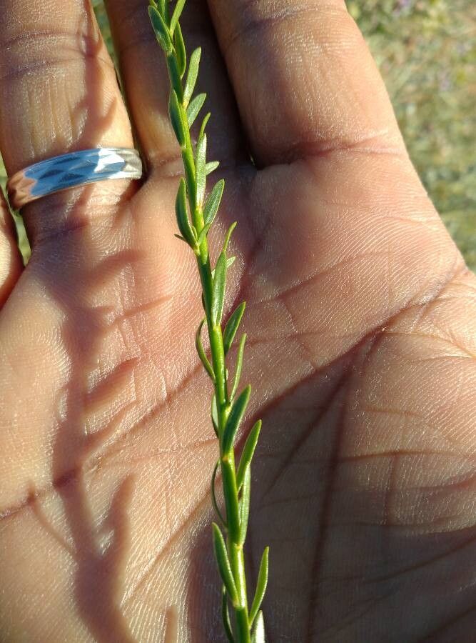 Thymelaea antiatlantica leaf