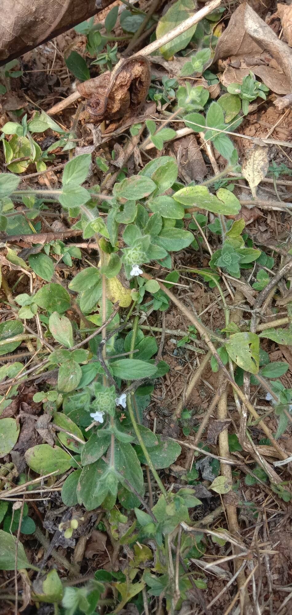 Lepidagathis fasciculata habit