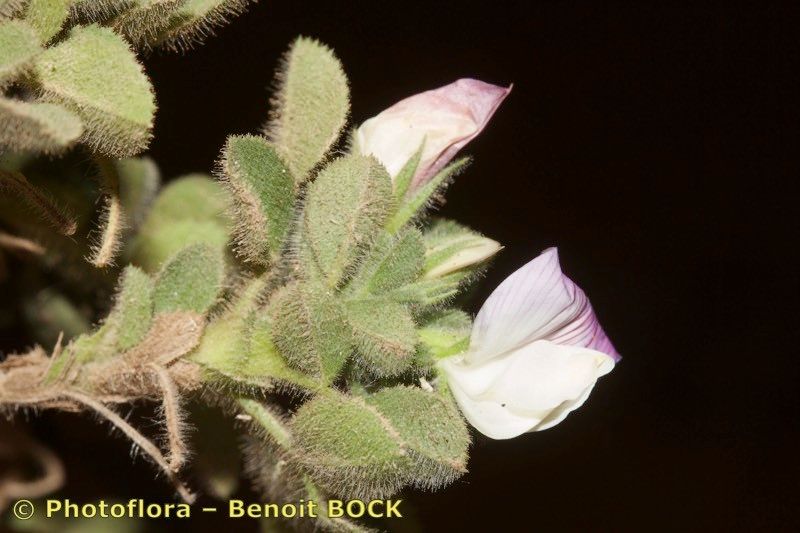 Ononis christii flower