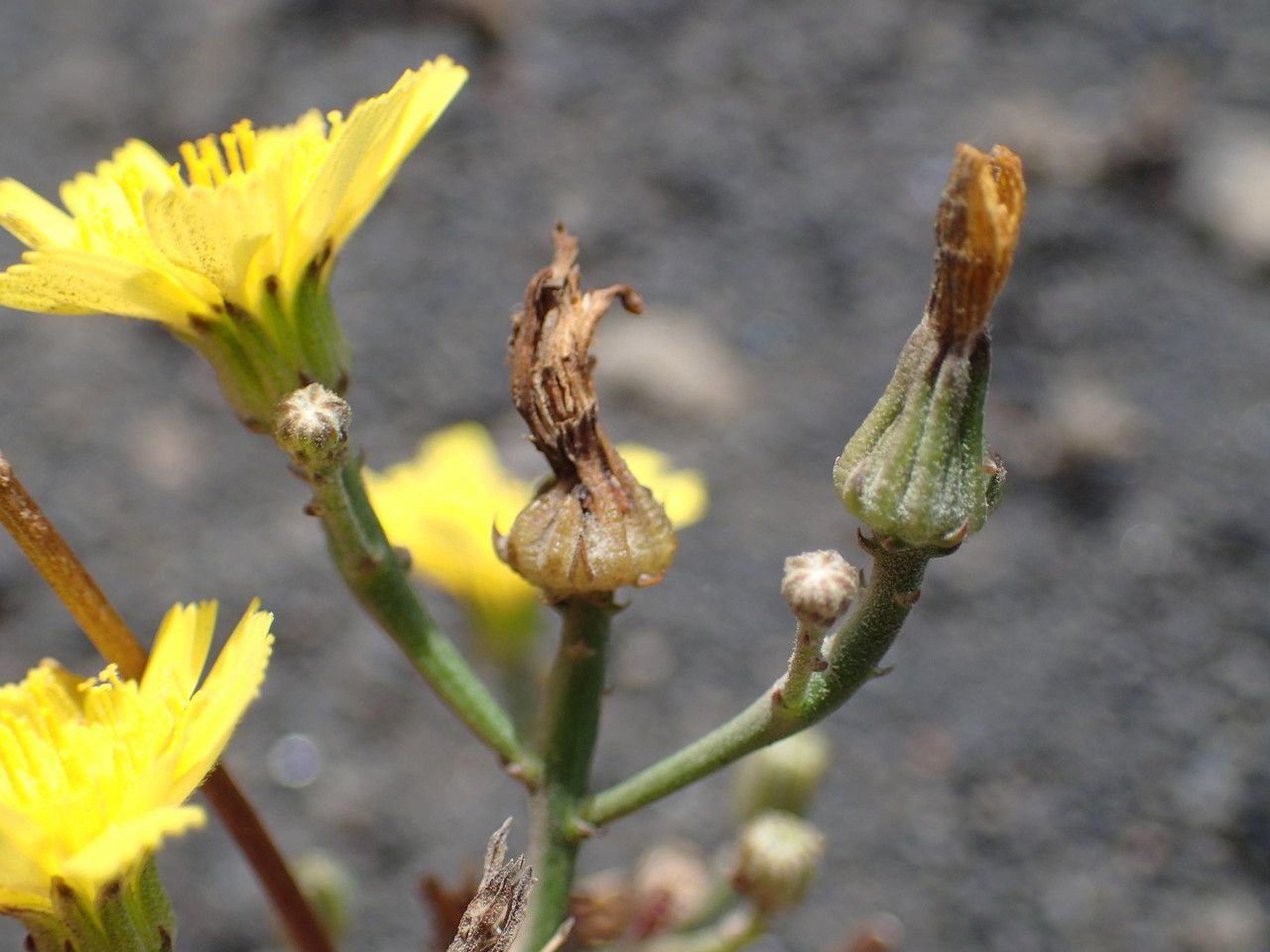 Tolpis laciniata flower