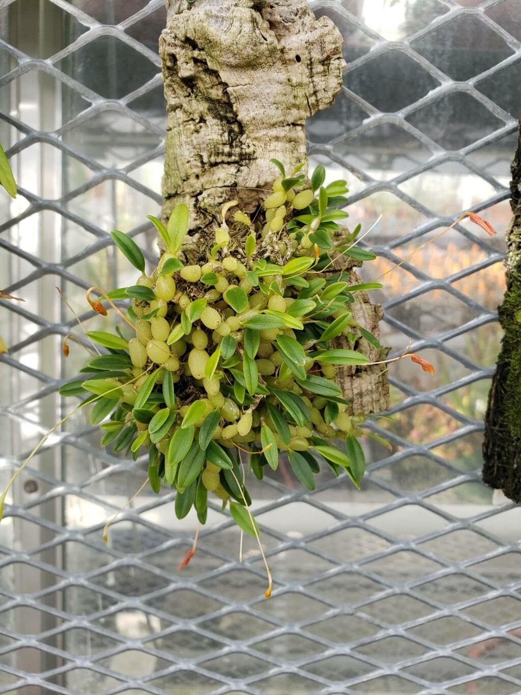 Bulbophyllum ovalifolium habit