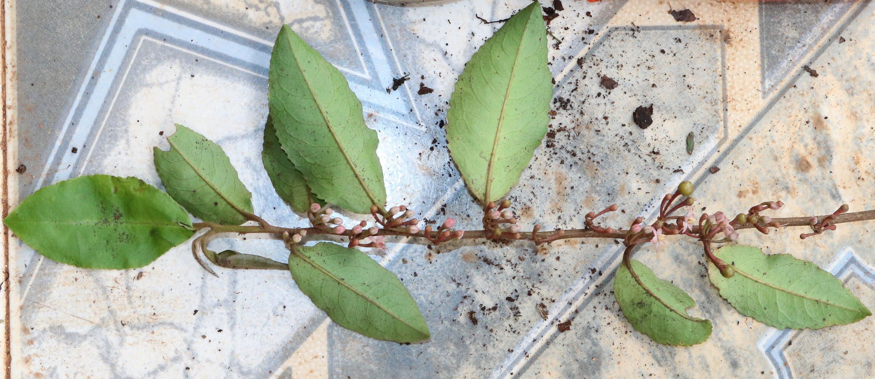 Ardisia staudtii habit