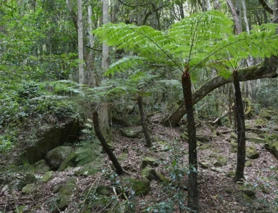 Cyathea alata — related species from the same genus
