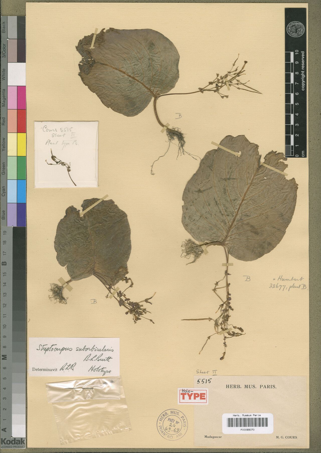 Streptocarpus suborbicularis — search result for 'Streptocarpus'