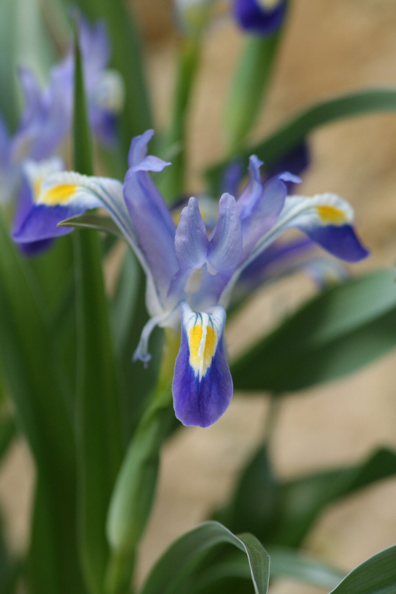 Iris warleyensis flower