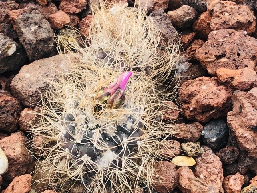 Turbinicarpus pseudomacrochele — houseplant care guide