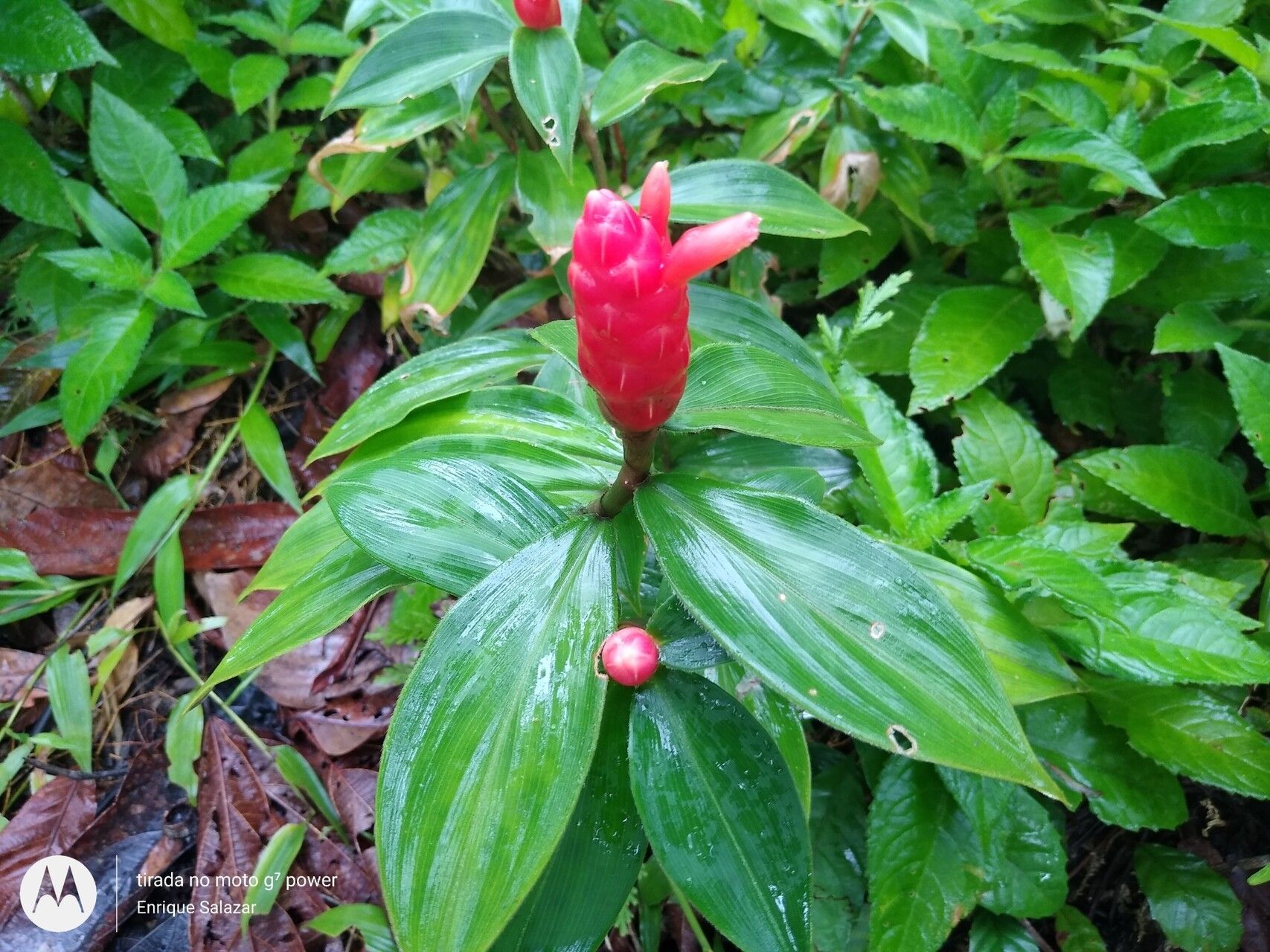 Costus sprucei — houseplant care guide