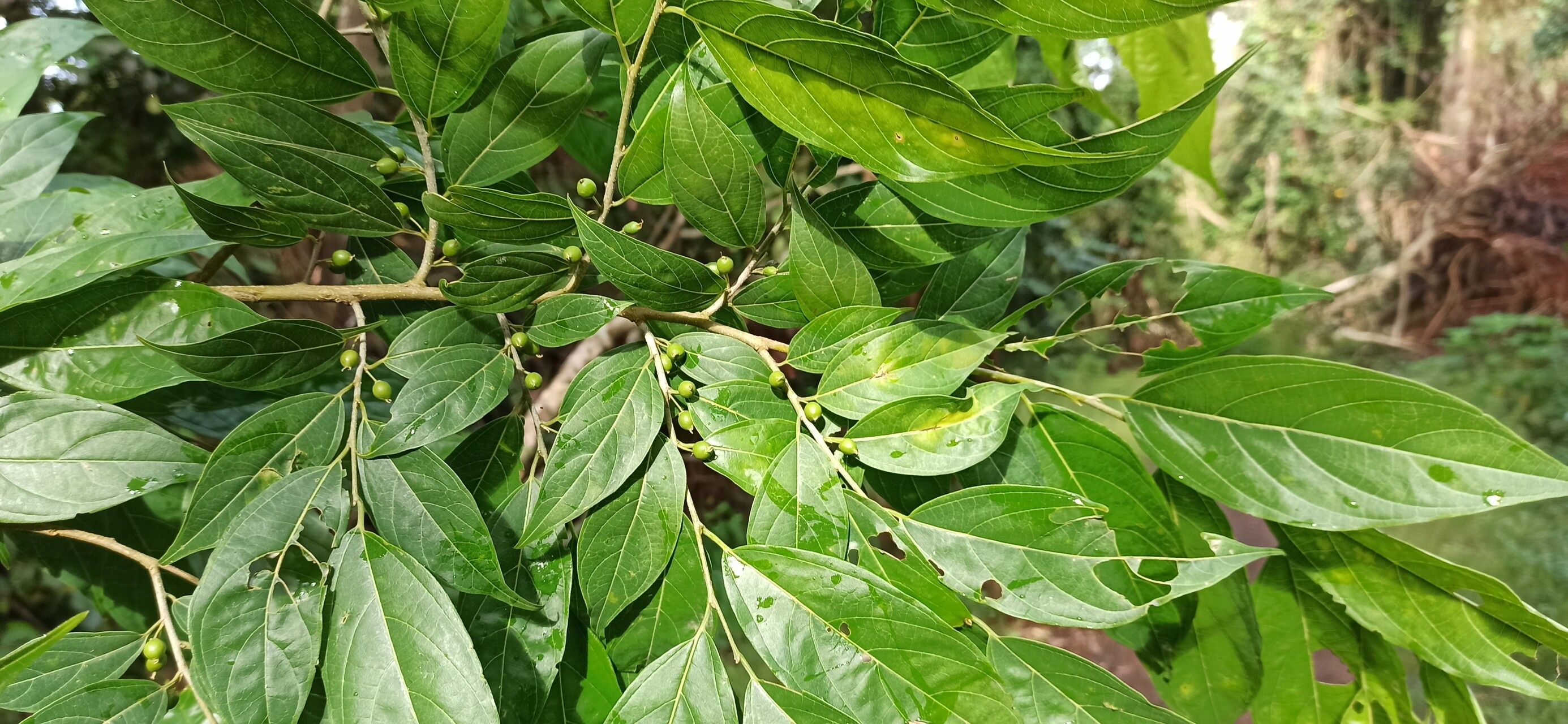 Celtis gomphophylla other