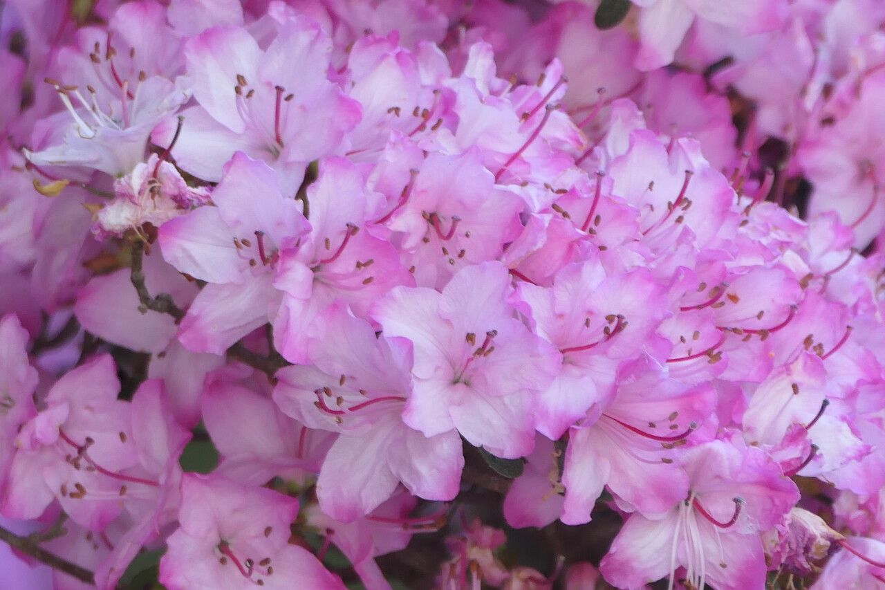 Rhododendron kiusianum flower