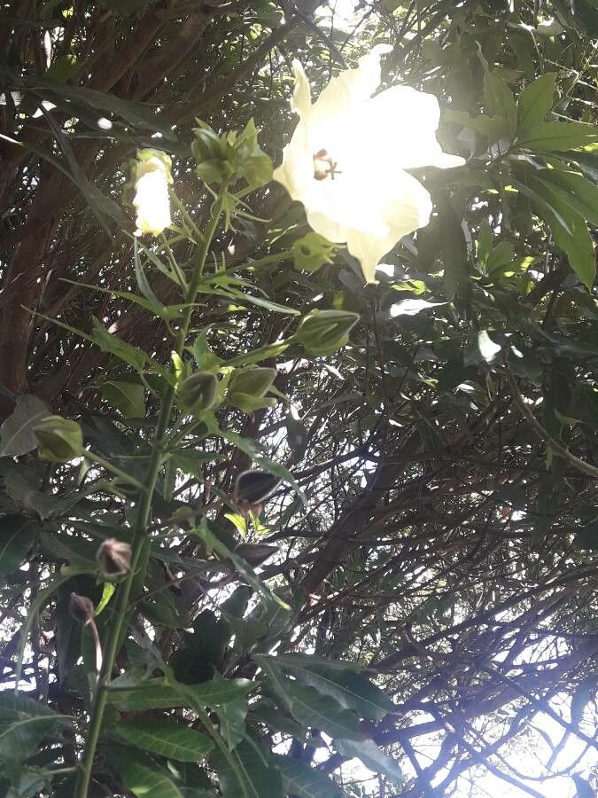 Abelmoschus moschatus fruit