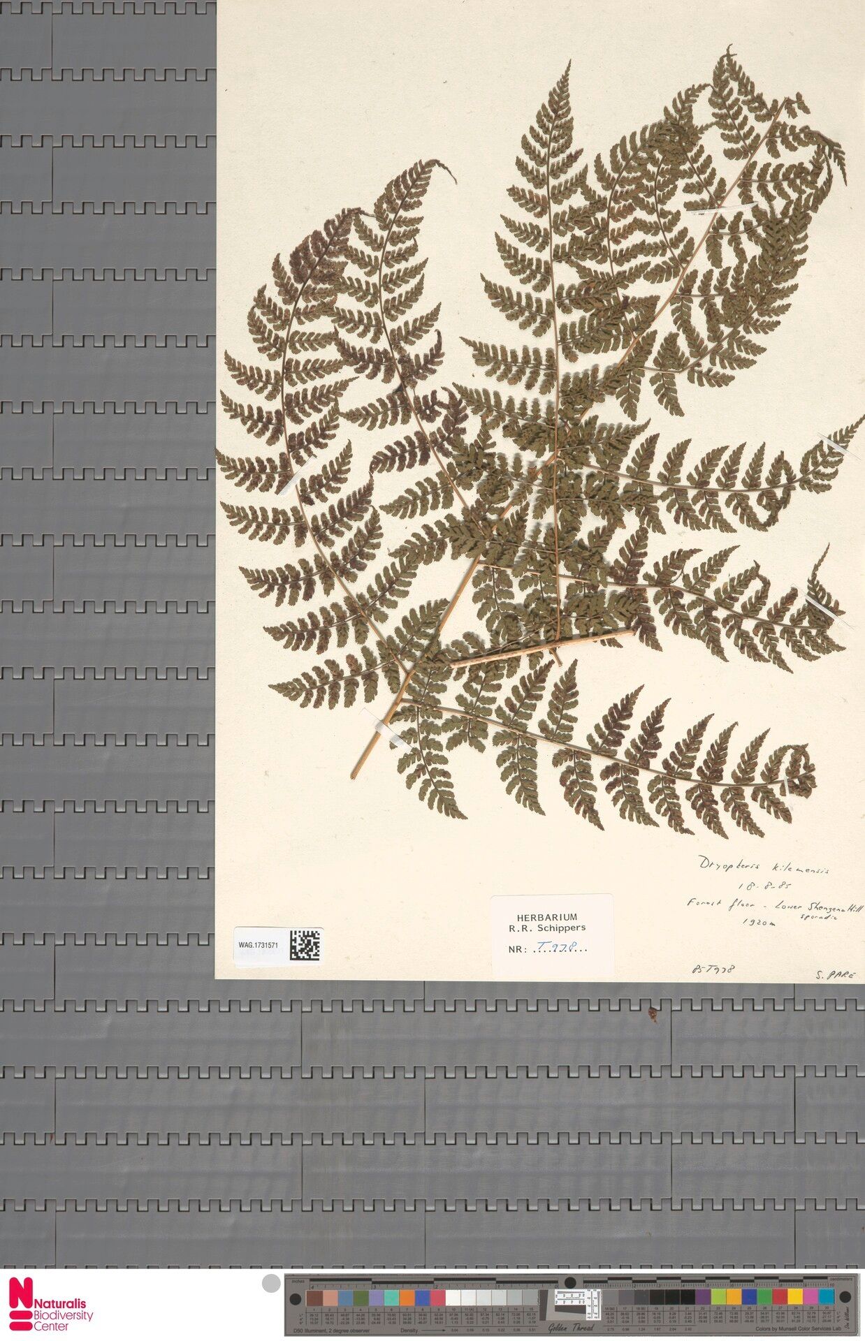 Dryopteris kilemensis — houseplant care guide