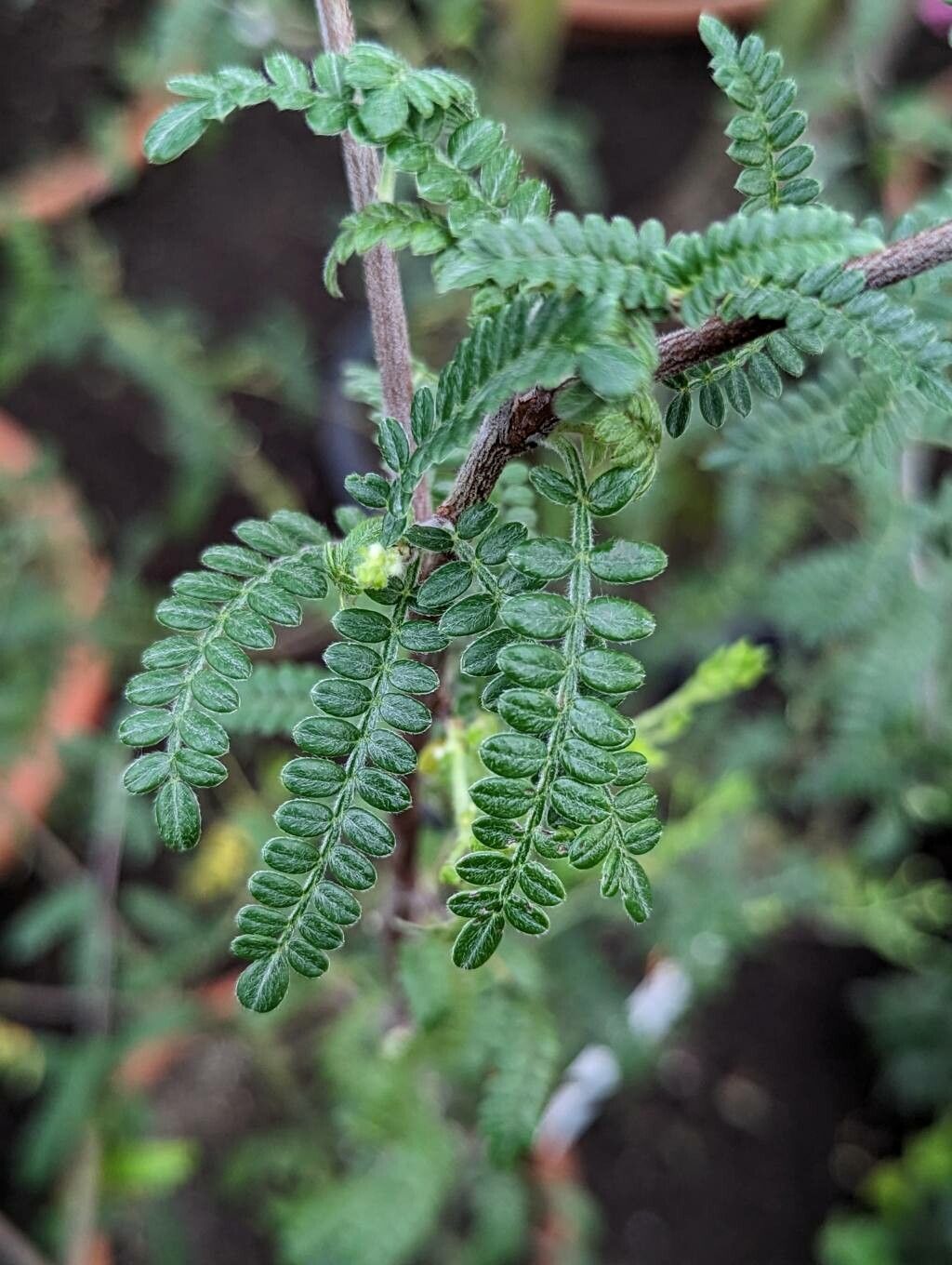 Osteomeles schweriniae leaf