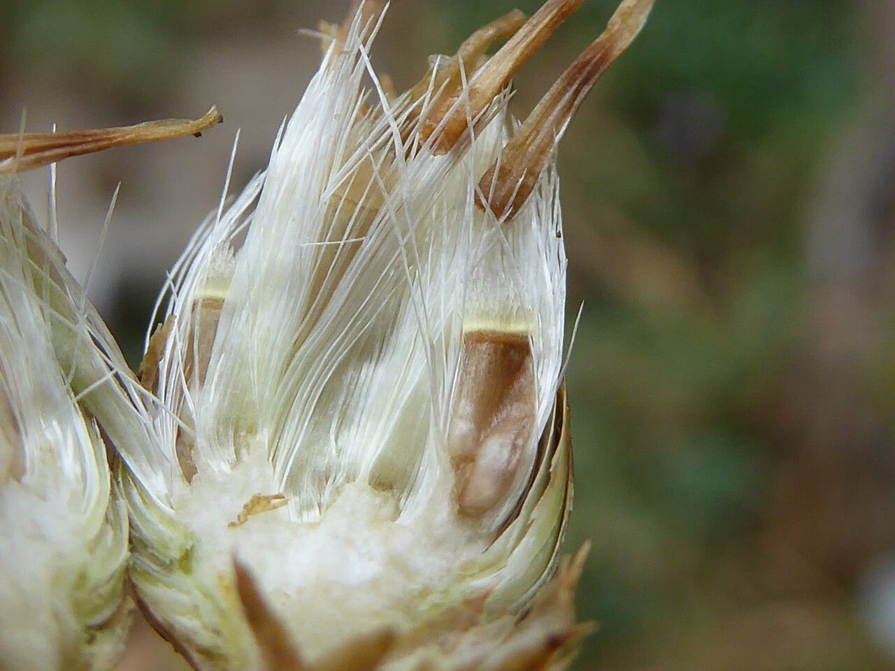 Centaurea aspera fruit