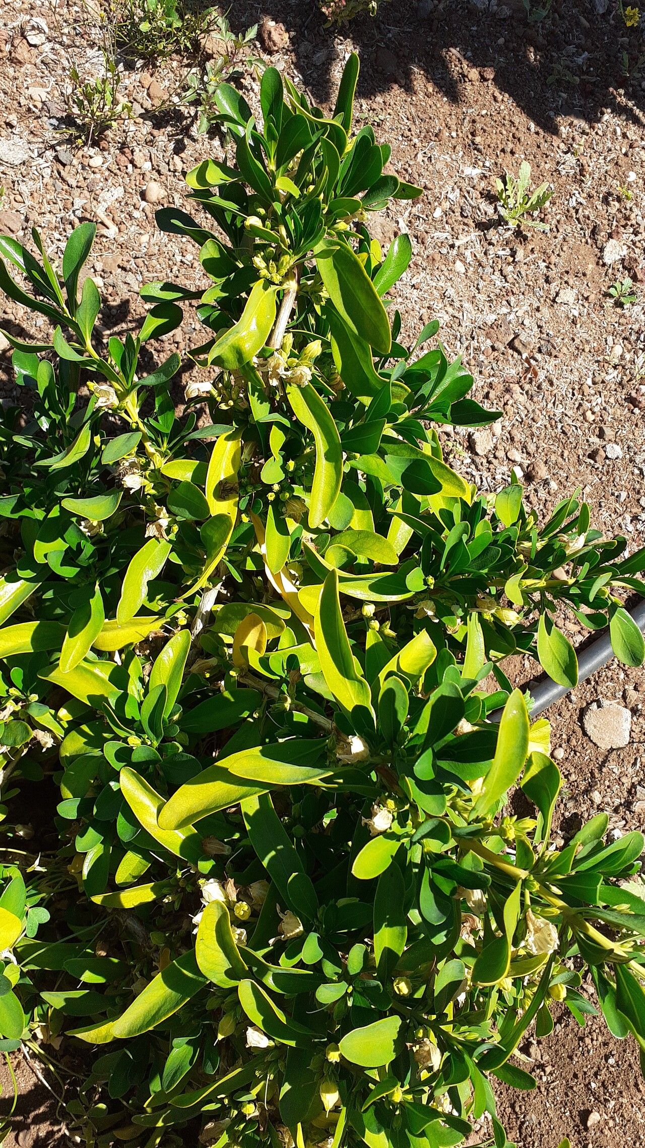 Justicia hyssopifolia — search result for 'Justicia'